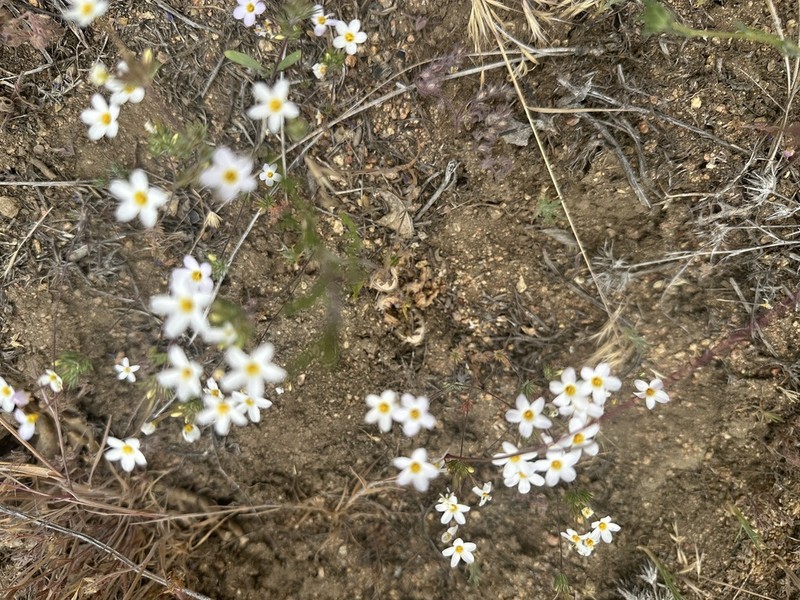 Tehachapi Linanthus photo 3