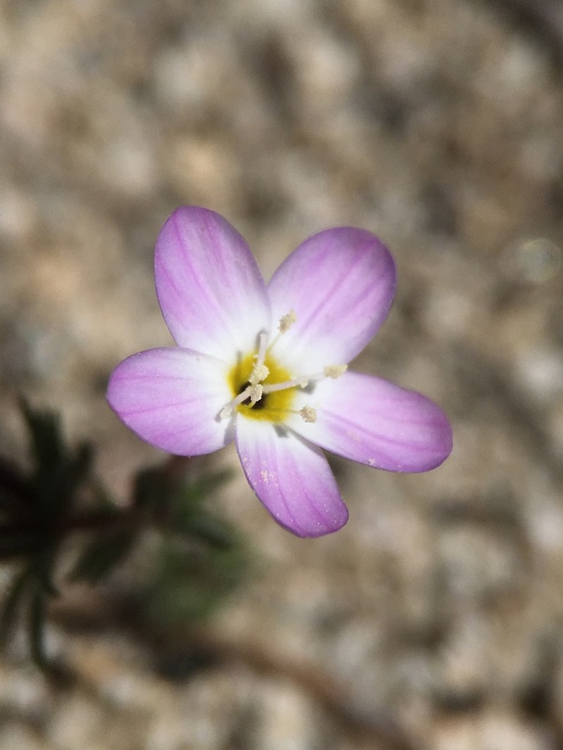 Tehachapi Linanthus photo 4