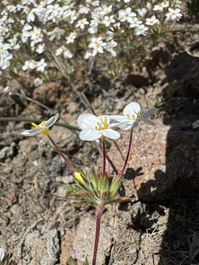 Tehachapi Linanthus photo 5