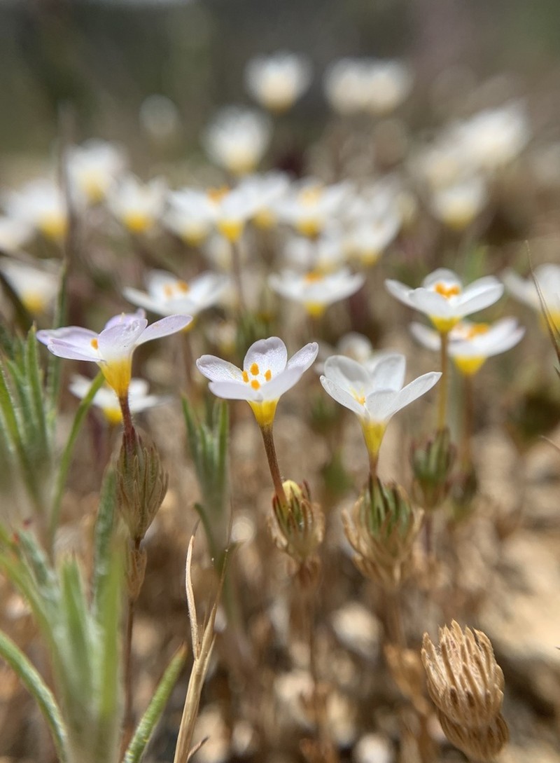 Tehachapi Linanthus photo 6