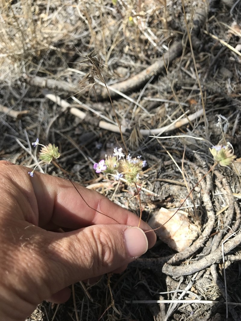 Tehachapi Linanthus photo 7