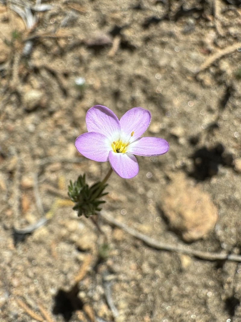 Tehachapi Linanthus photo 8