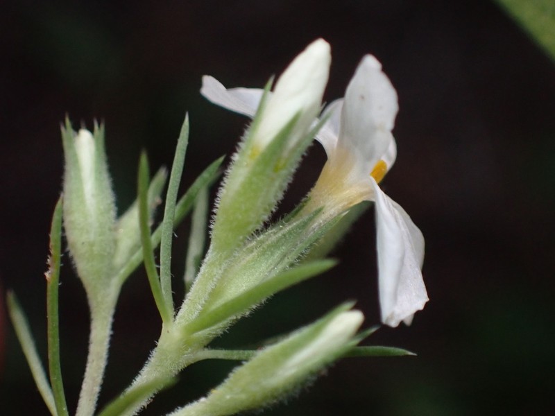 Nuttall's Linanthus