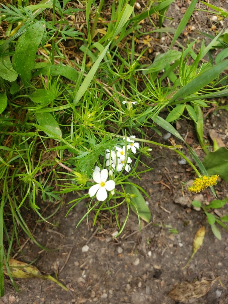 Nuttall's Linanthus photo 2