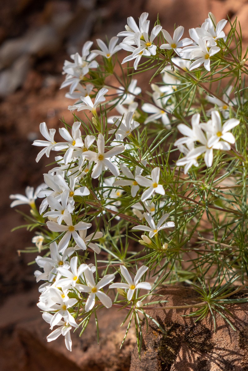 Nuttall's Linanthus photo 3
