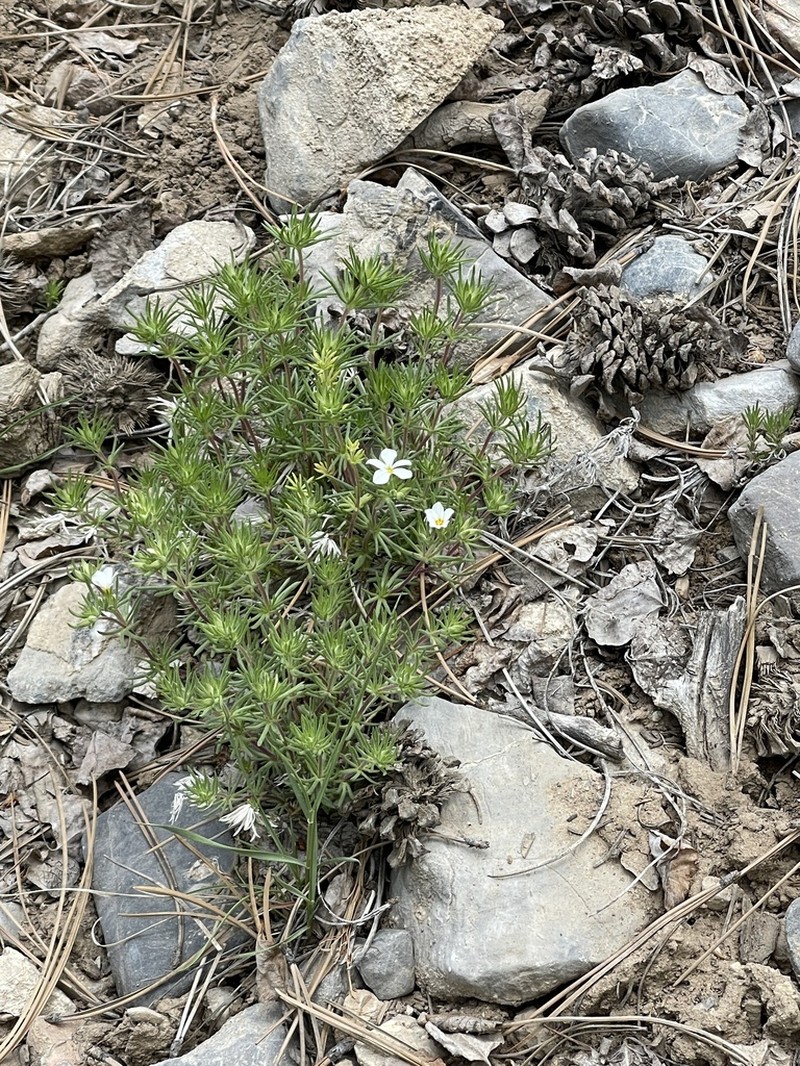 Nuttall's Linanthus photo 4