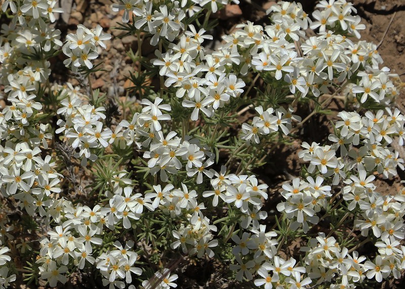 Nuttall's Linanthus photo 5