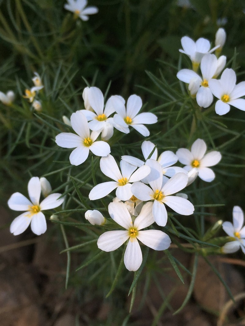 Nuttall's Linanthus photo 6