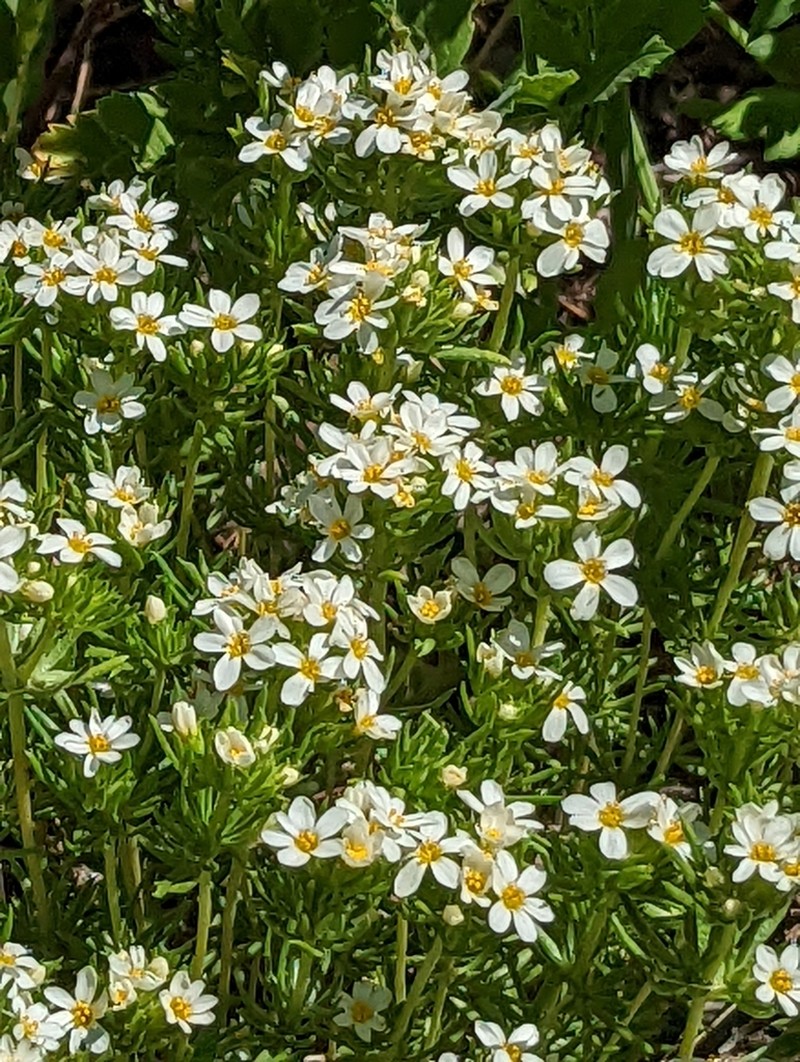 Nuttall's Linanthus photo 8