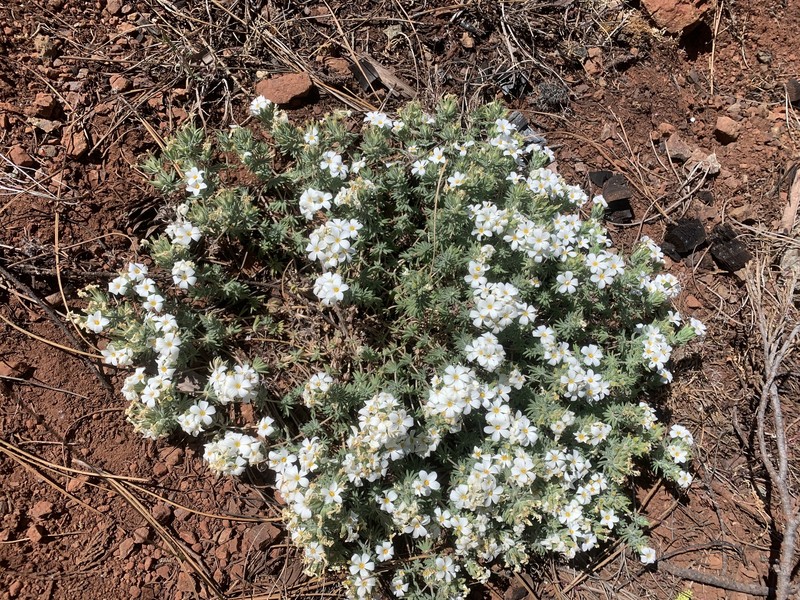 Leptosiphon nuttallii subsp. howellii
