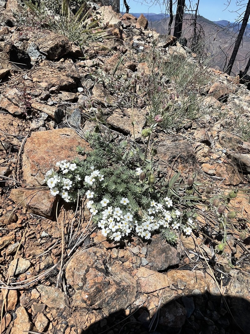 Leptosiphon nuttallii subsp. howellii photo 2