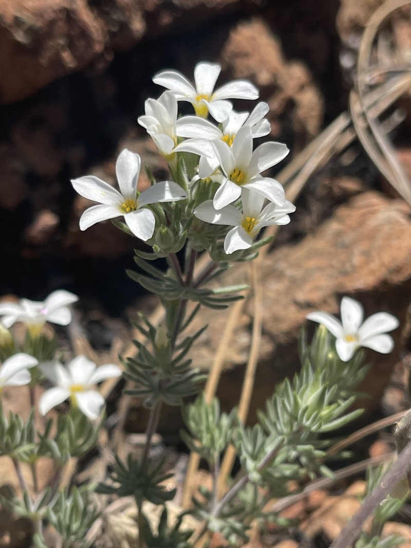 Leptosiphon nuttallii subsp. howellii photo 3