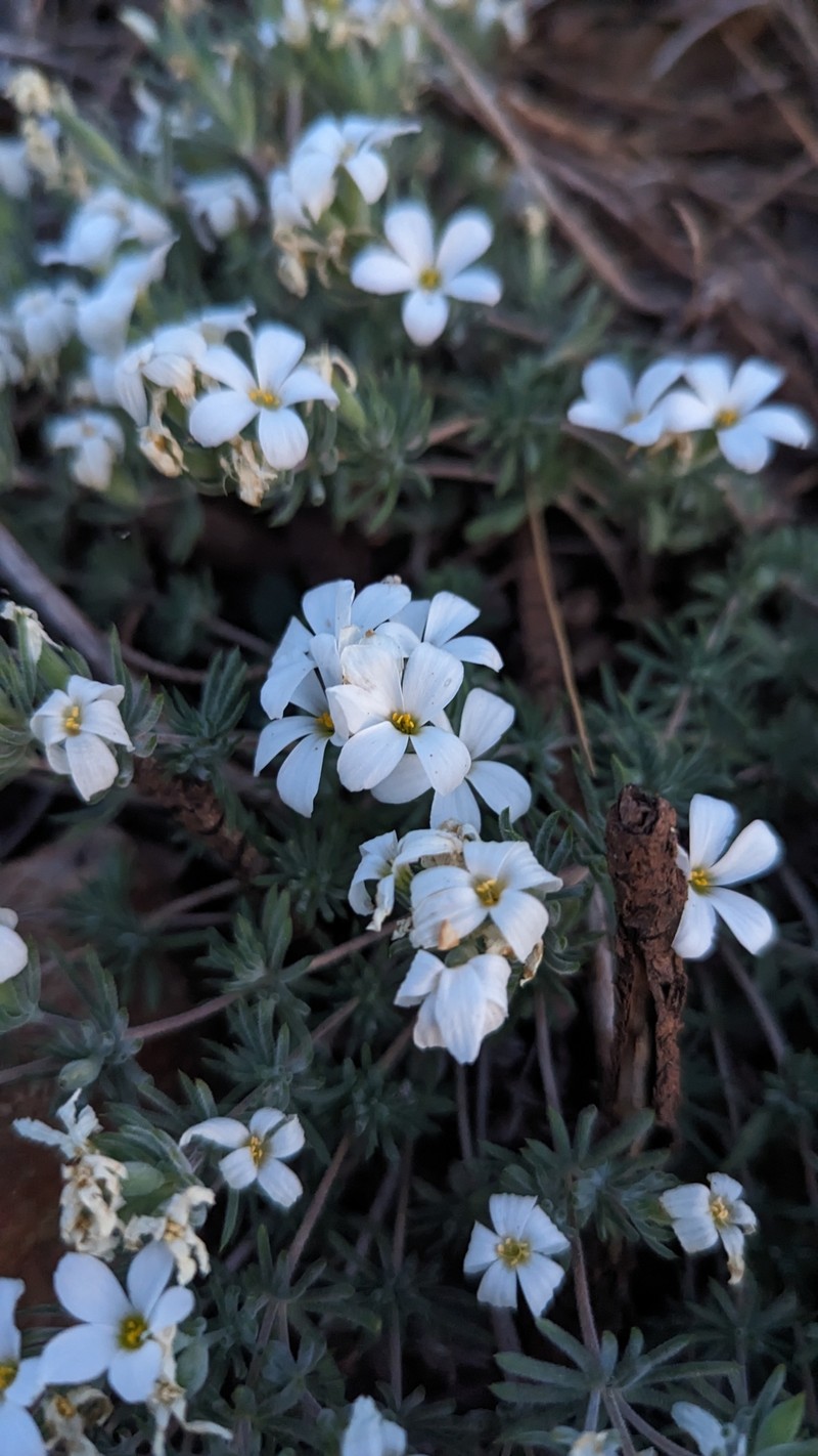 Leptosiphon nuttallii subsp. howellii photo 4