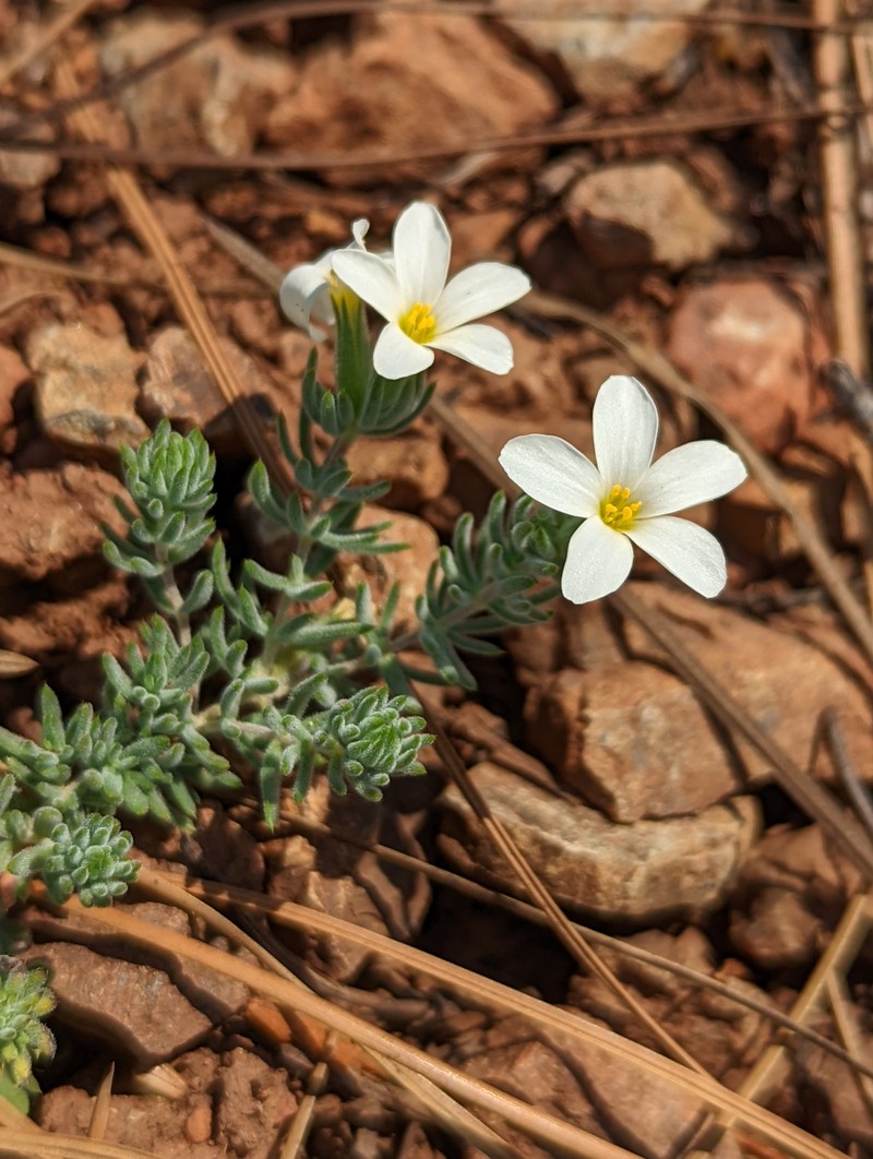 Leptosiphon nuttallii subsp. howellii photo 5