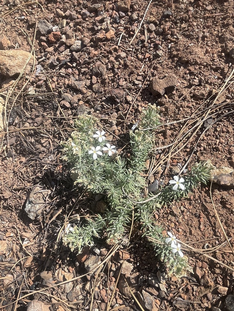 Leptosiphon nuttallii subsp. howellii photo 6