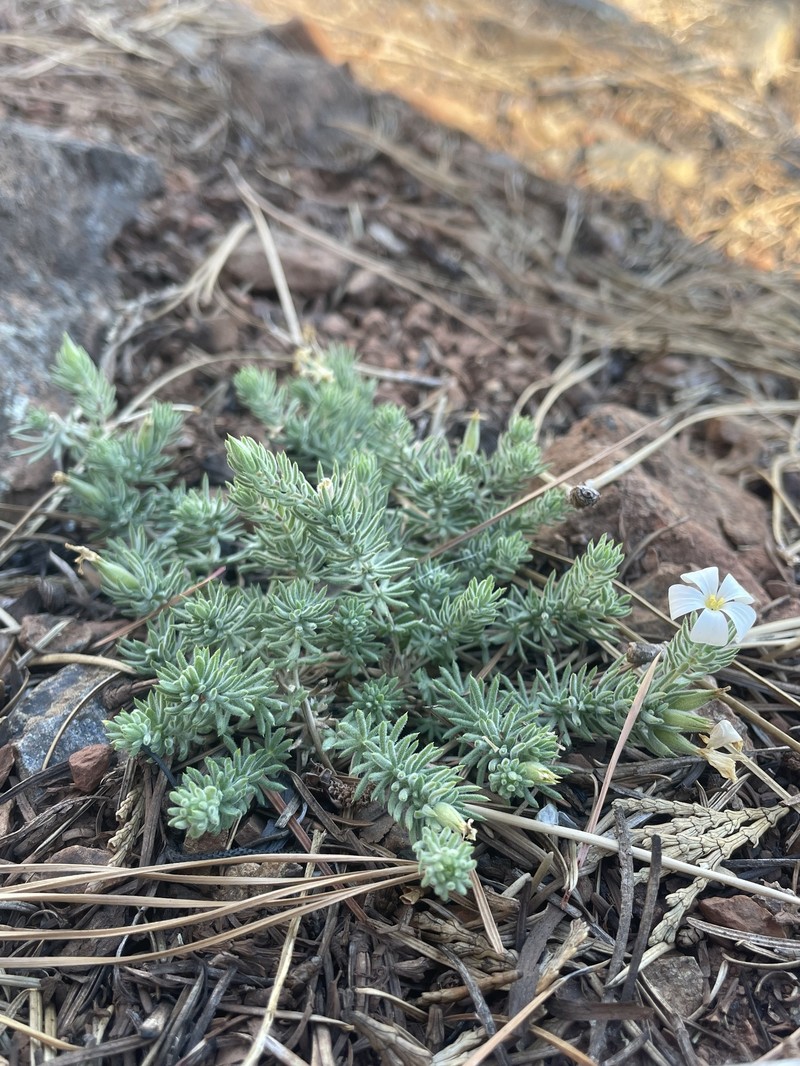 Leptosiphon nuttallii subsp. howellii photo 7