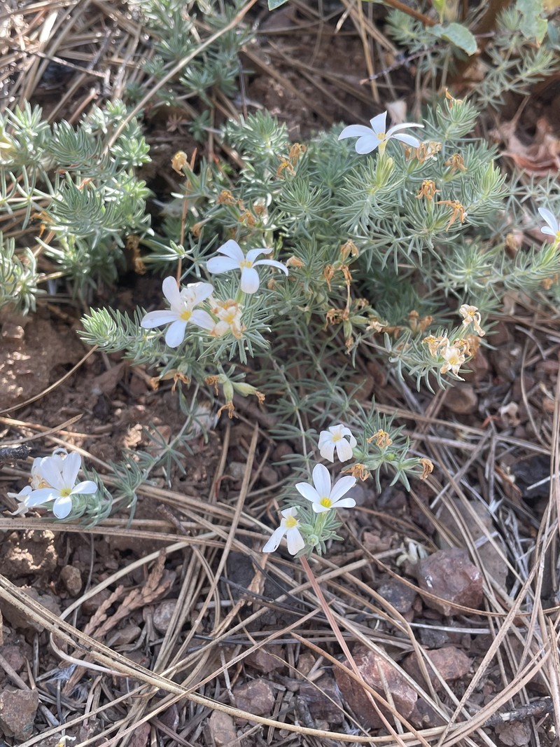 Leptosiphon nuttallii subsp. howellii photo 8