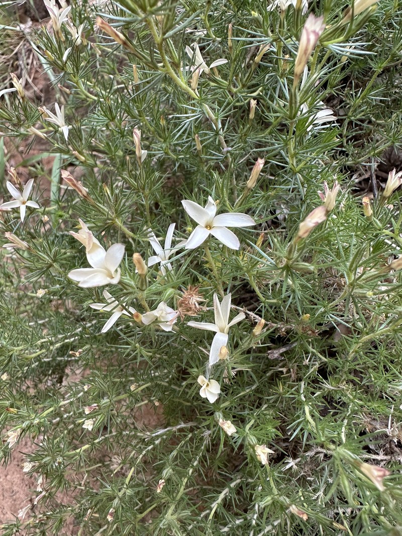 Leptosiphon nuttallii subsp. nuttallii