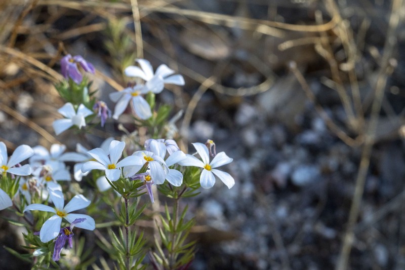 Leptosiphon nuttallii subsp. nuttallii photo 2