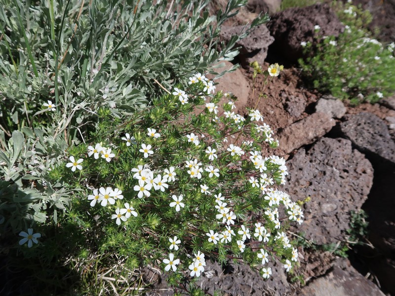 Leptosiphon nuttallii subsp. nuttallii photo 3