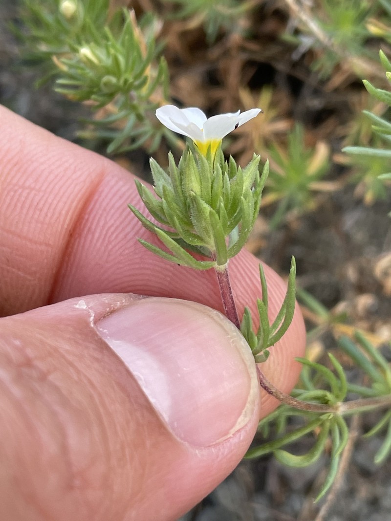 Leptosiphon nuttallii subsp. nuttallii photo 4