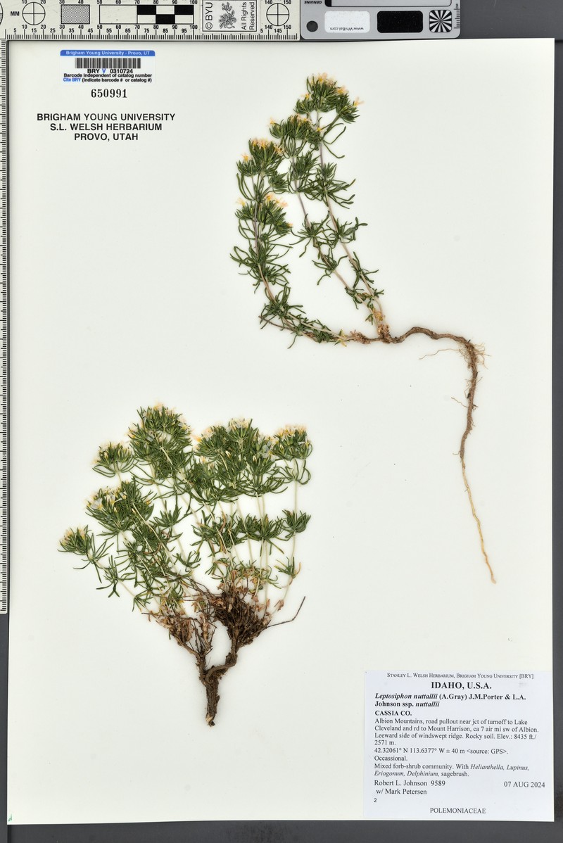 Leptosiphon nuttallii subsp. nuttallii photo 5