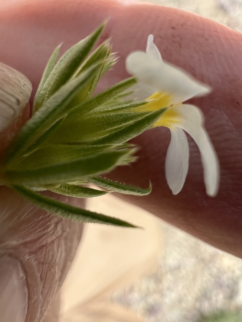 Leptosiphon nuttallii subsp. pubescens