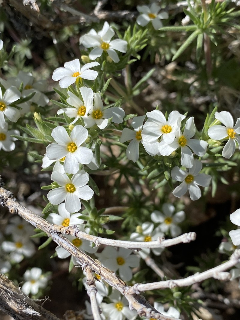 Leptosiphon nuttallii subsp. pubescens photo 2