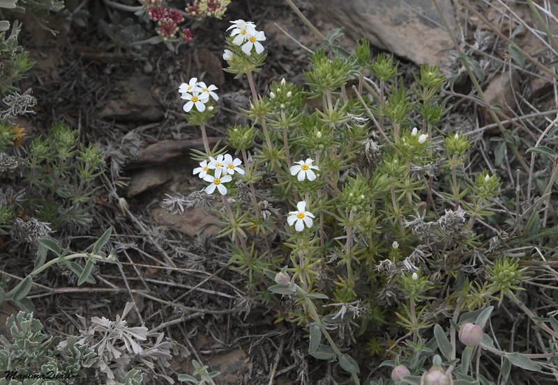 Leptosiphon nuttallii subsp. pubescens photo 3