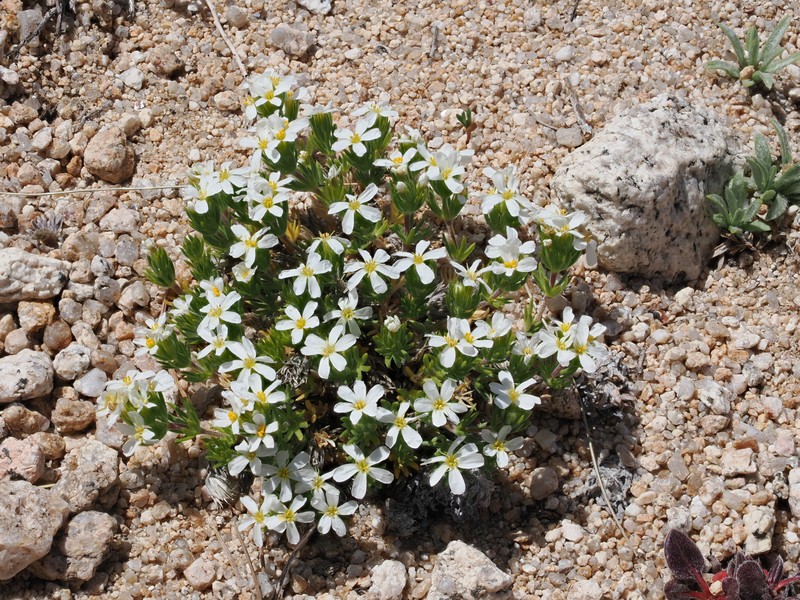 Leptosiphon nuttallii subsp. pubescens photo 4