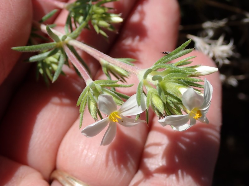 Leptosiphon nuttallii subsp. pubescens photo 5