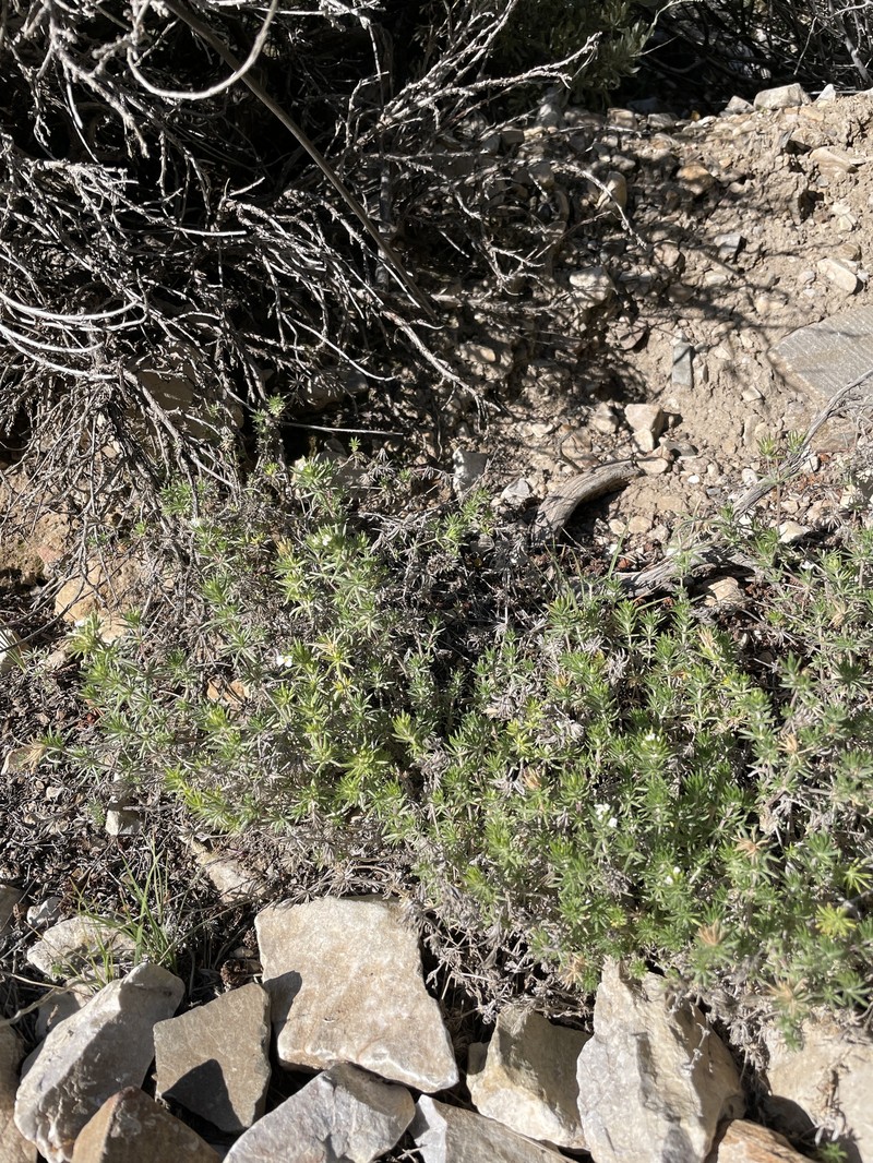 Leptosiphon nuttallii subsp. pubescens photo 6
