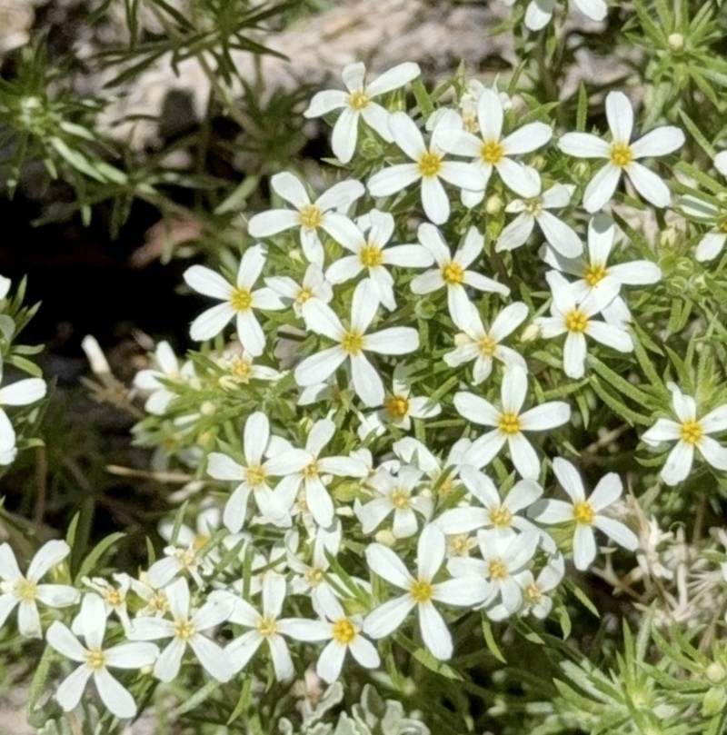 Leptosiphon nuttallii subsp. pubescens photo 7