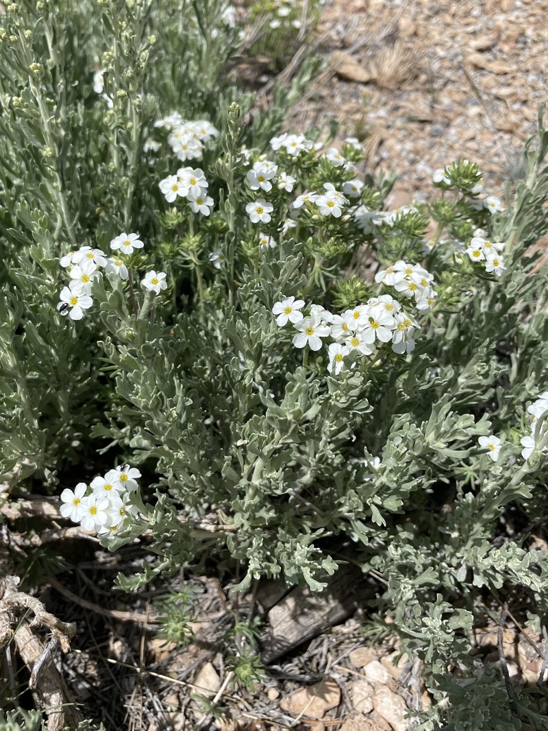 Leptosiphon nuttallii subsp. pubescens photo 8