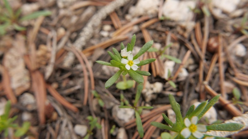 Sierra Nevada Linanthus