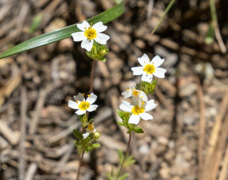 Sierra Nevada Linanthus photo 2