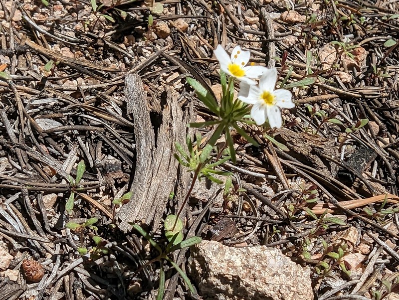 Sierra Nevada Linanthus photo 3