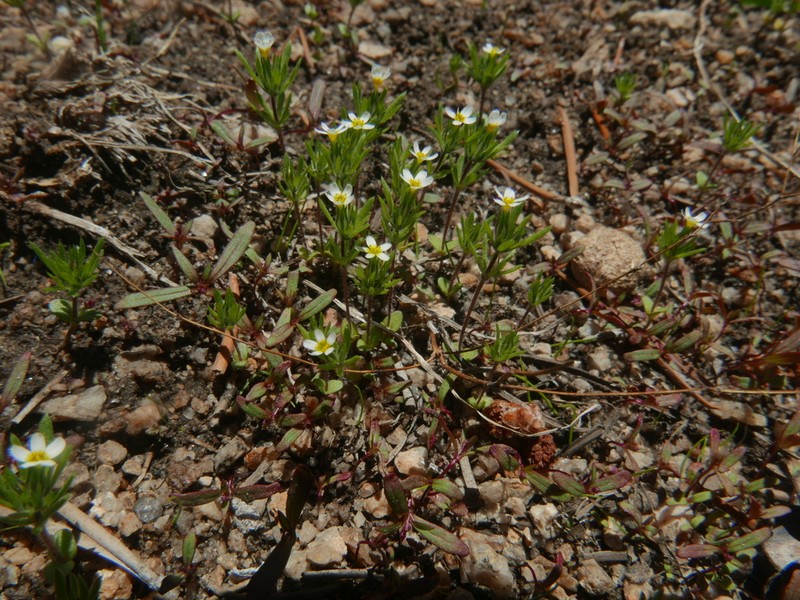Sierra Nevada Linanthus photo 4