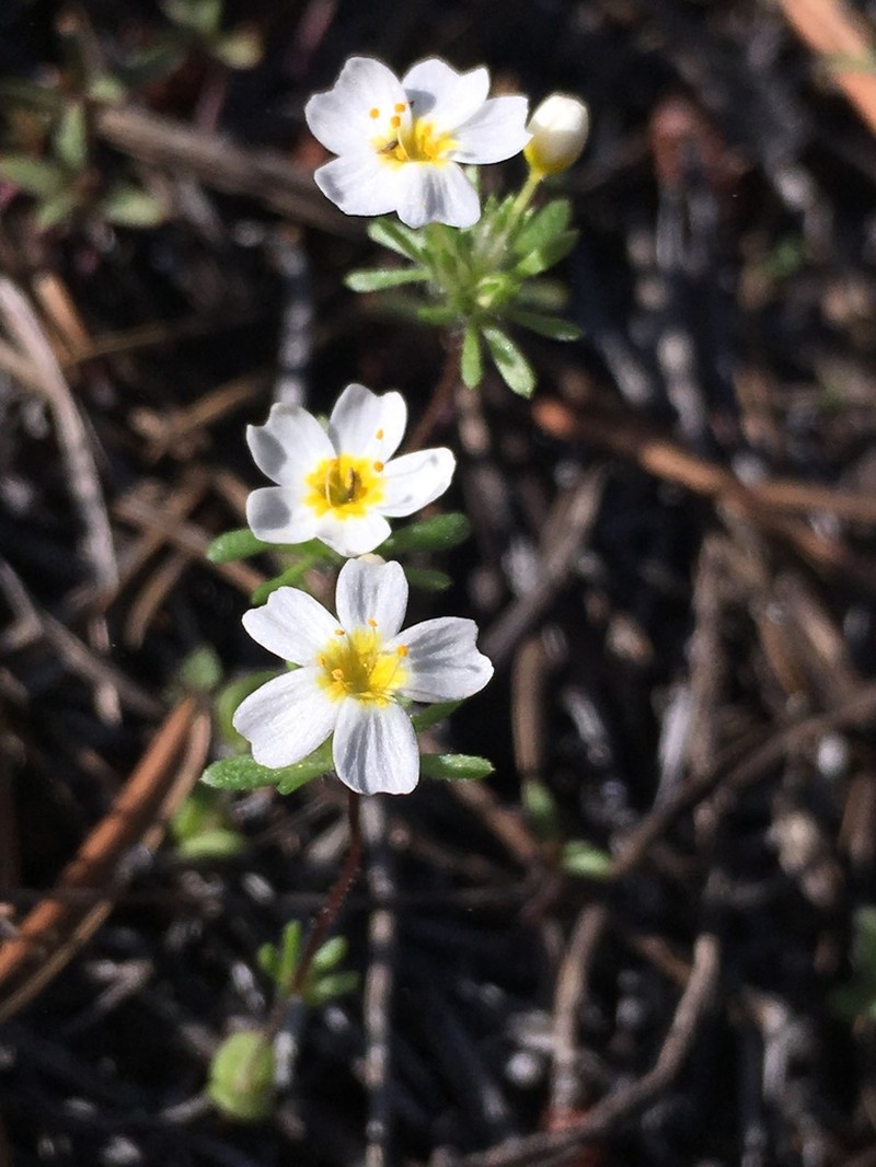 Sierra Nevada Linanthus photo 5