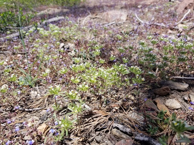 Sierra Nevada Linanthus photo 6