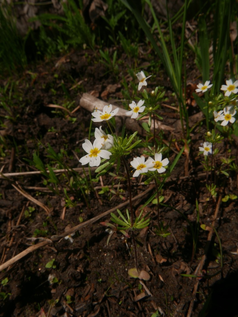 Sierra Nevada Linanthus photo 7