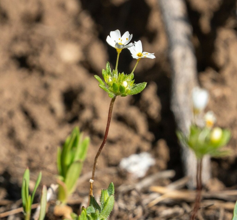 Sierra Nevada Linanthus photo 8