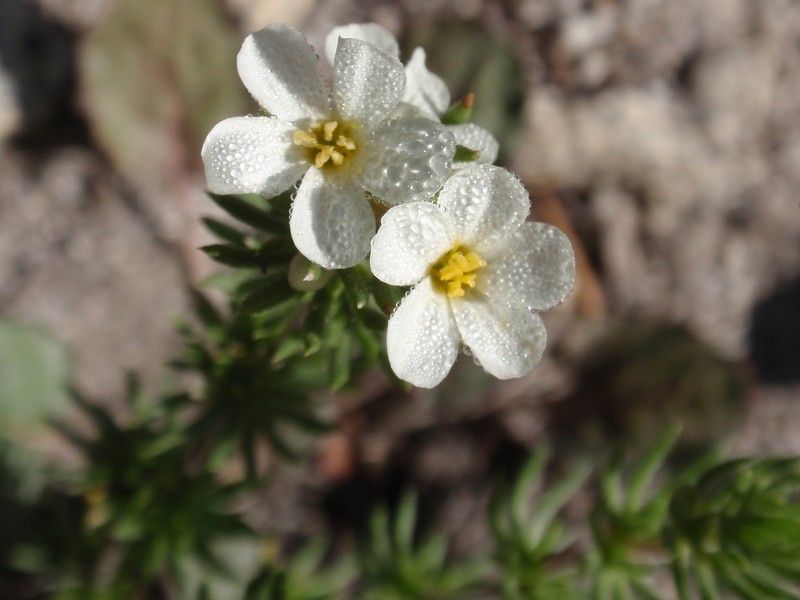 Sierra Linanthus photo 2