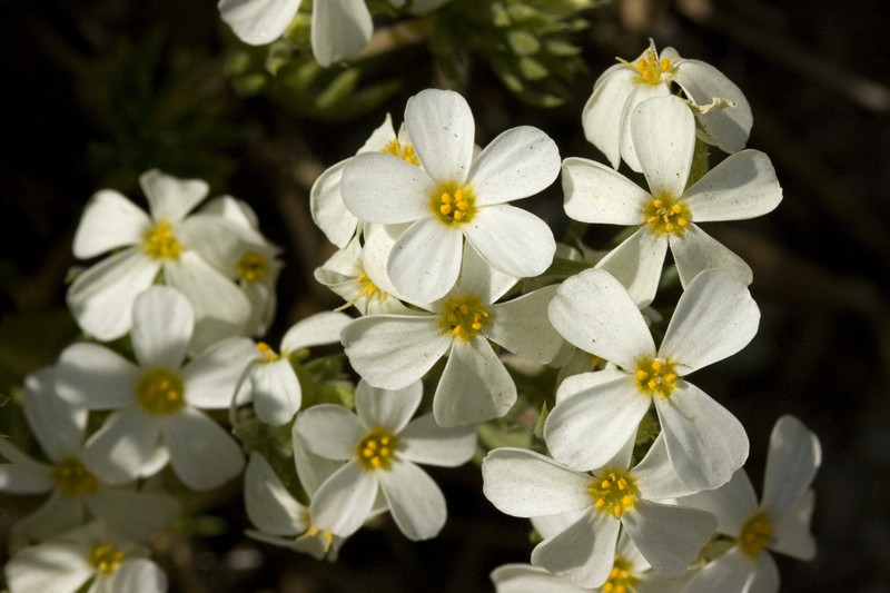 Sierra Linanthus photo 3
