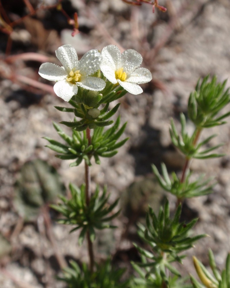 Sierra Linanthus