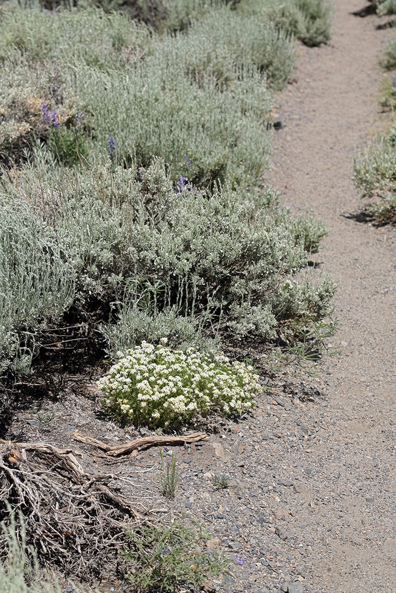 Sierra Linanthus