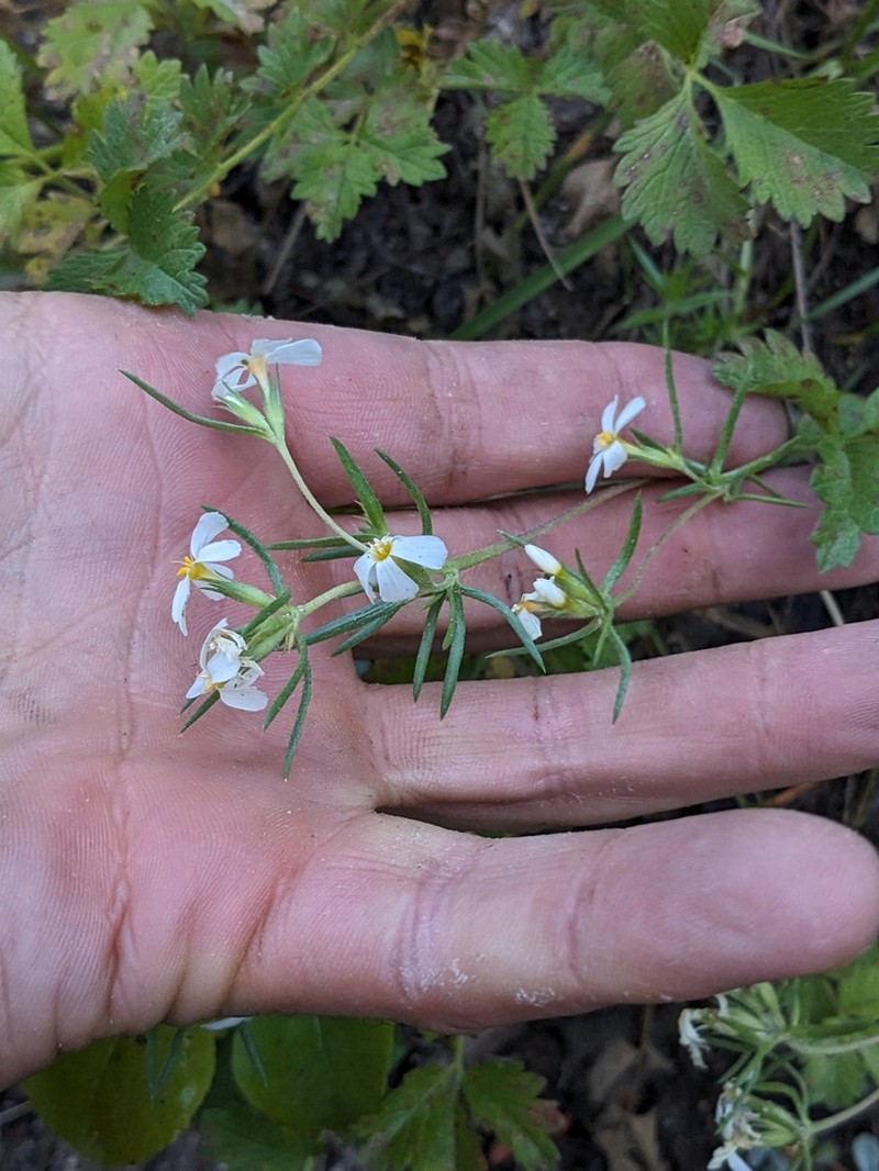 Sierra Linanthus photo 2