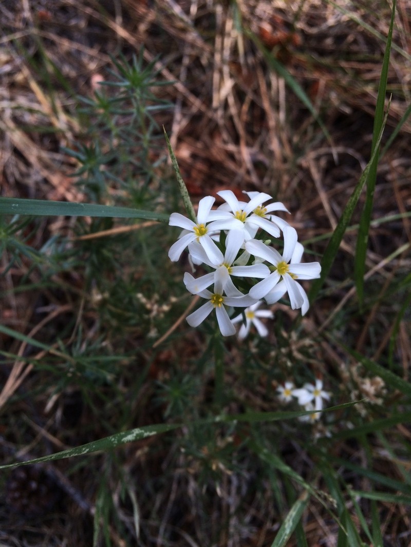 Sierra Linanthus photo 3
