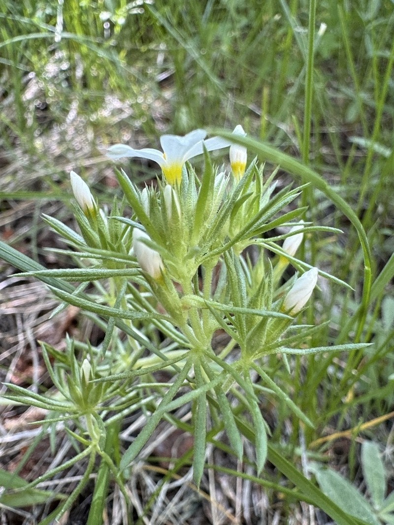 Sierra Linanthus photo 4