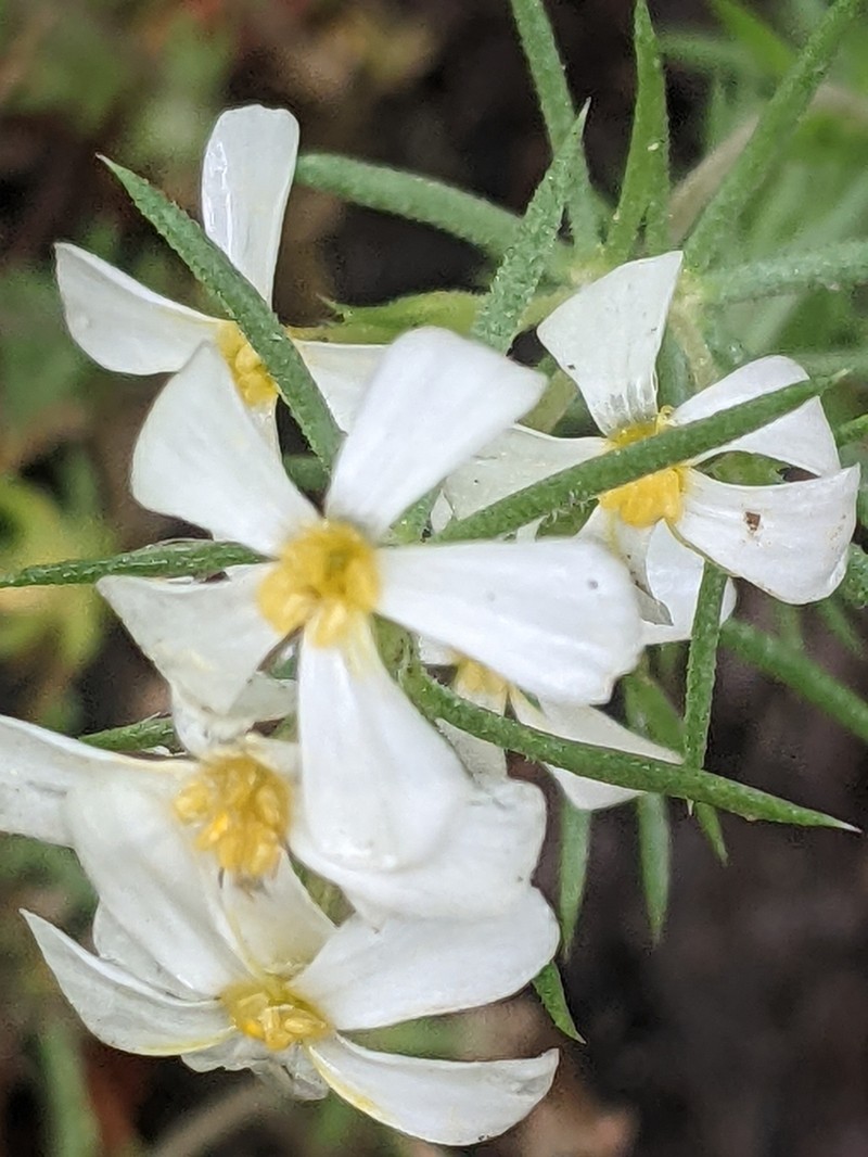 Sierra Linanthus photo 5